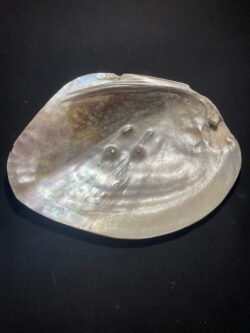 Coquille d Huître Perlière