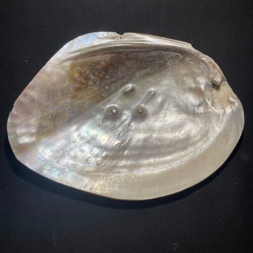 Coquille d Huître Perlière