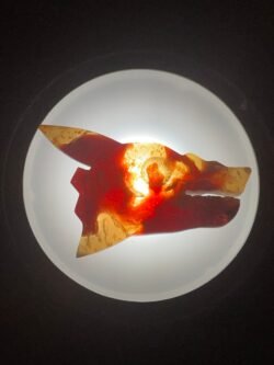 Tête de Dragon d Ambre