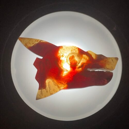 Tête de Dragon d Ambre