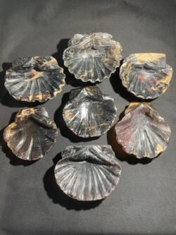 Coquille St Jacques en Ambre