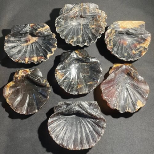 Coquille St Jacques en Ambre