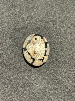 Agate Peau de Serpent