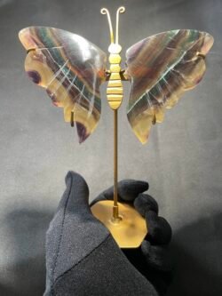 IMG_4247 Papillon en Fluorite