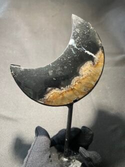 Lune en Racine de Palmier