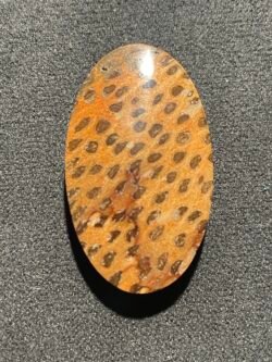 Racine de Palmier Léopard