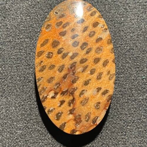 Racine de Palmier Léopard