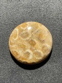 Corail Fossilisé