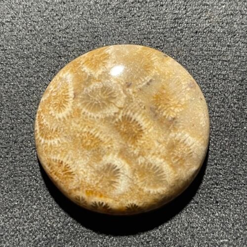 Corail Fossilisé