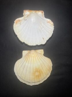 IMG_5227 Coquille St Jacques