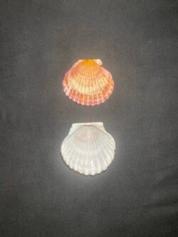 Coquille St Jacques Mini