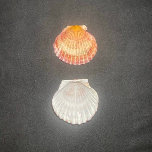 Coquille St Jacques Mini