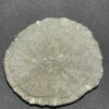 Pyrite Dollar