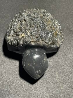 Tortue en Saffordite d Indonésie