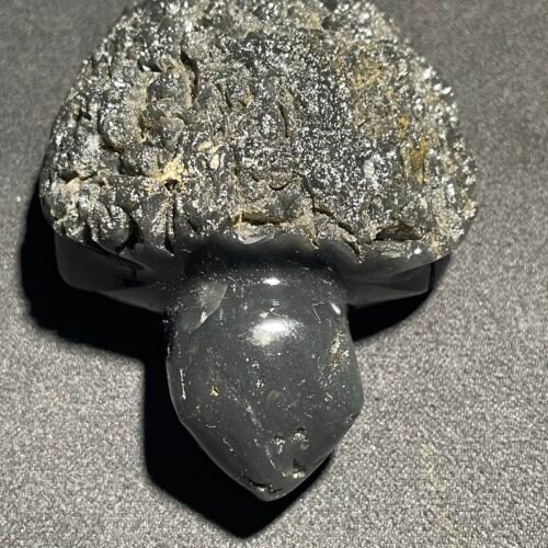 Tortue en Saffordite d Indonésie