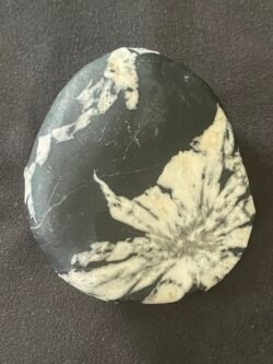 Pierre de Chrysanthème