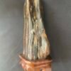 Bois Fossilisé sur Socle