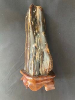 Bois Fossilisé sur Socle