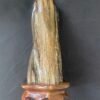 Bois Fossilisé sur Socle
