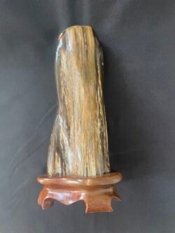 Bois Fossilisé sur Socle